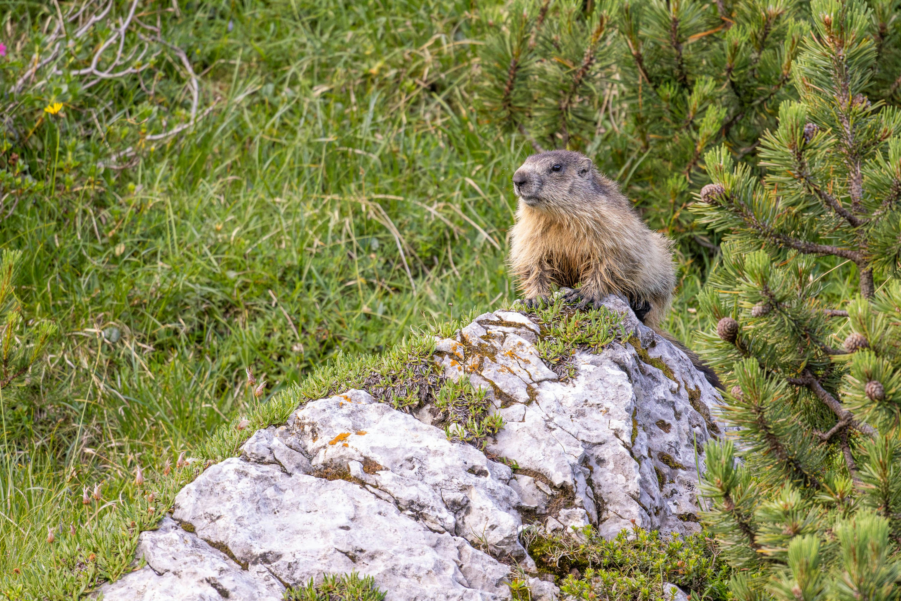 Marmot standing on rock